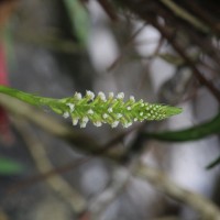 Goodyera procera (Ker Gawl.) Hook.